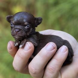 Tiny - Chocolate and tan male Chihuahua puppy in East Camden, Arkansas from RoyAl