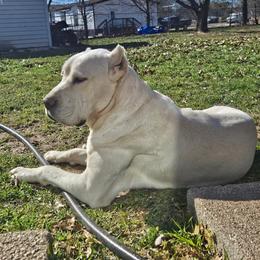 Kilo - Cane Corso