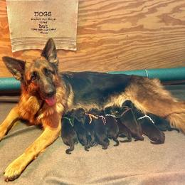 German Shepherd Puppies from Aus Dem Meer