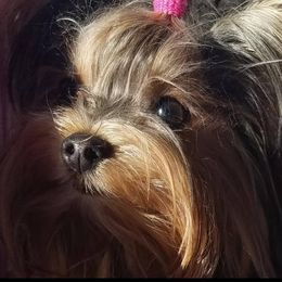 Yorkshire Terrier All Grown Up from Renee’s pawfectly pampered yorkies