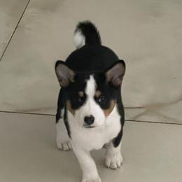 Lusy - Tri-color male Basenji puppy in Chatsworth, California from Royal Basenji