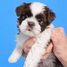 Hudson - Liver and white male Shih Tzu puppy in Tallahassee, Florida from Bows and Bow Ties