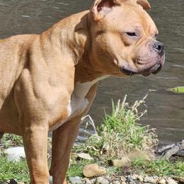 American Bullies from Dark Water Bullies