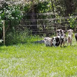 Miniature Australian Shepherd and Toy Australian Shepherd Puppies from Wild West Mini and Toy Aussies