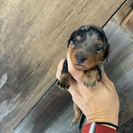Mira - Dapple female Dachshund puppy in Alto, Texas from Prima Dachshunds