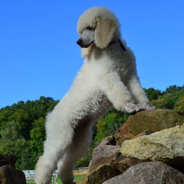 Poodle Puppies from D and D Standard Poodles