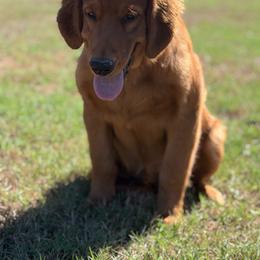 Golden Retriever puppies from 4B Kennels/3F Goldens