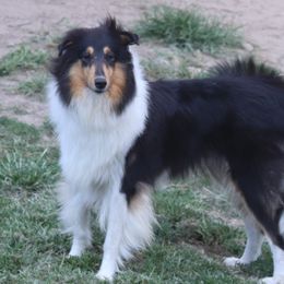 Coffee - Collie