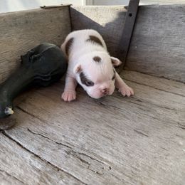 Boy 1 - Seal and white male Boston Terrier puppy in Chillicothe, Ohio from 740 kennels