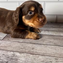 Winston - Chocolate and tan male Dachshund puppy in Miami, Florida from Maitime Dachshund