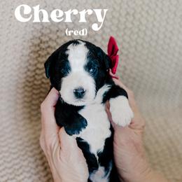 Cherry - Black and white male Sheepadoodle puppy in Patterson, California from Dooling Doodles