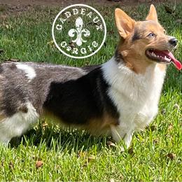 American Corgis and Pembroke Welsh Corgis from Caddeaux Corgis