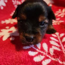 Emerald - Black and tan male Yorkshire Terrier puppy in Castleton, New York from Jennifer's Yorkies
