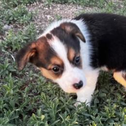 Pembroke Welsh Corgi Puppies from JD's Corgi Kennel
