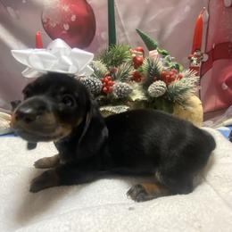MURPHY - Black and tan male Dachshund puppy in Elizabethtown, Kentucky from Teeny Tiny Puppy Tails