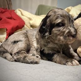 Chicory - Black male Goldendoodle puppy in Kansas City, Missouri from Beary GoldenDoodles
