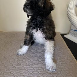 Poodle Puppies from Paddock's Purebred Poodles