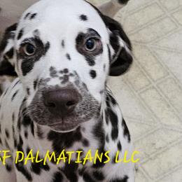 Hua liver male Hans - Dalmatian puppy in Conrath, Wisconsin from JSF Dalmatians LLC