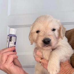 Girl 2 Purple - Light golden female Golden Retriever puppy in Mc Minnville, Tennessee from Wishaw Whisky Golden Retrievers