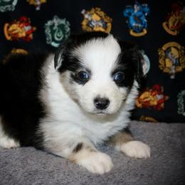 Lion - Blue merle male Australian Shepherd puppy in El Dorado Springs, Missouri from HP Aussie Kennels