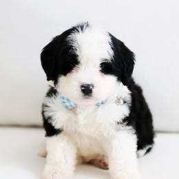 December - Black and white male Bernedoodle puppy in Diamond Bar, California from Furrytaildoodles