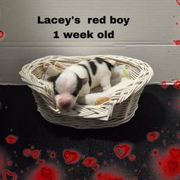 Lacey's Red Boy - Parti male Yorkshire Terrier puppy in Inverness, Florida from Luvayorkie&more