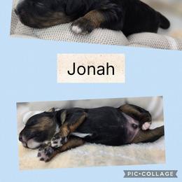 Jonah - Tri-color male Bernedoodle puppy in Boaz, Alabama from Lovin' Doodles