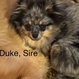 Pomeranians from Cutie Poms