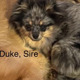Pomeranians from Cutie Poms
