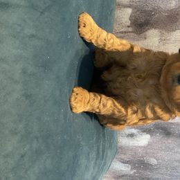Goldendoodle Puppies from OodlesODoodles