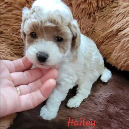 Hailey - Parti female Poodle puppy in Montrose, Pennsylvania from Tales Of Joy