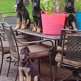 German Shepherd Puppies from Elaina's German Shepherds