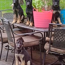 German Shepherd Puppies from Elaina's German Shepherds