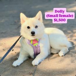 Dolly - White female Pomsky puppy in Shreveport, Louisiana from Geaux Pomsky