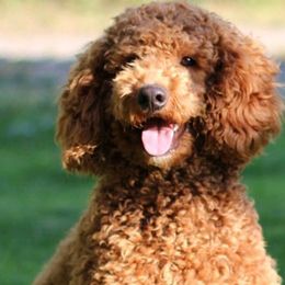 Goldendoodles from Glowdendoodles