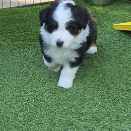 Miniature American Shepherd Puppies from All About Me Miniature American Shepherds
