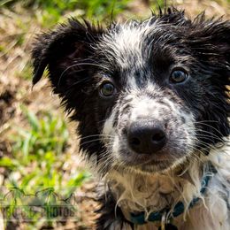 Border Collie, Golden Retriever, and Sporty Mix Puppies from Turbo Border Collies & Coltrievers