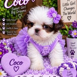 Coco - Liver and white female Shih Tzu puppy in Cordova, Tennessee from TrueLine kennels