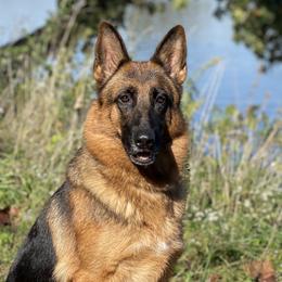Freya - German Shepherd