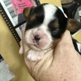 Marge - Tri-color female Cavalier King Charles Spaniel puppy in Spring Hill, Florida from Wonderland Cavaliers