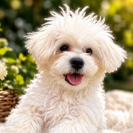Theodore The Perfect Companion - Cream male Maltipoo puppy in Chattanooga, Tennessee from Joy-Fur Puppies
