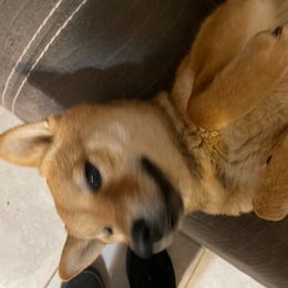 Zaria - Shiba Inu