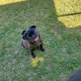 Luna - Pug