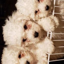 Bichon Frises from Jodith's Bichon Frise