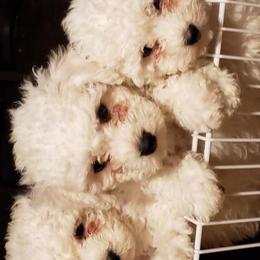 Bichon Frises from Jodith's Bichon Frise