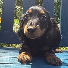 Cyndi - Black and tan female Dachshund puppy in Coopersburg, Pennsylvania from Barks and Burrows