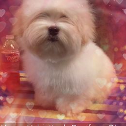 Coton de Tulear Puppies from Shiloh Cotons