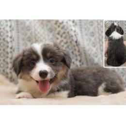 Kessie - 100 Acre Woods - Gray and white female American Corgi puppy in Lithia, Florida from Diamondcrest Inc
