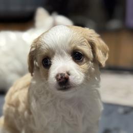 4 - Fawn and white male Chihuahua puppy in Victoria, Texas from NitteSwan
