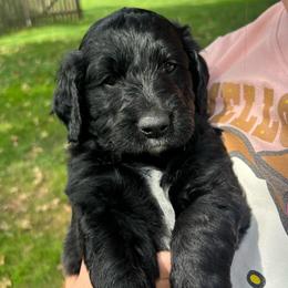 Carcassanne - Black male Goldendoodle puppy in Lancaster, Pennsylvania from Doodles in the Skye